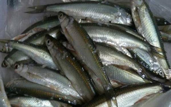 白条鱼能长多大?