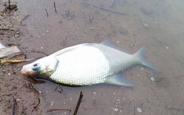 鳊鱼和武昌鱼有什么区别?