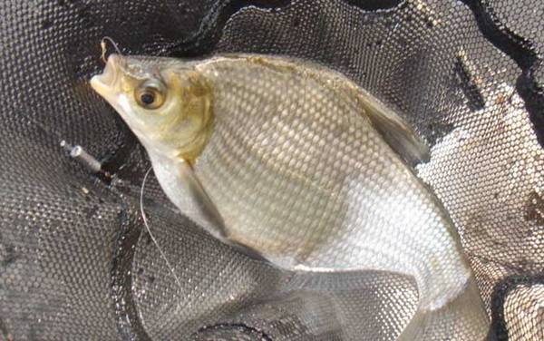 鳊鱼和武昌鱼有什么区别?