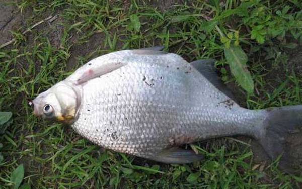 鳊鱼和武昌鱼有什么区别?