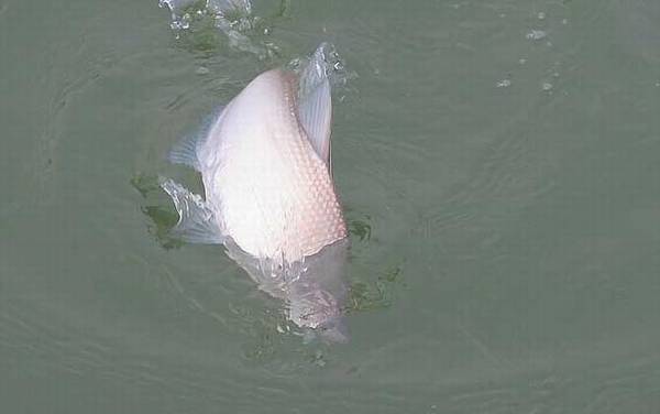 鳊鱼的生活习性及特点