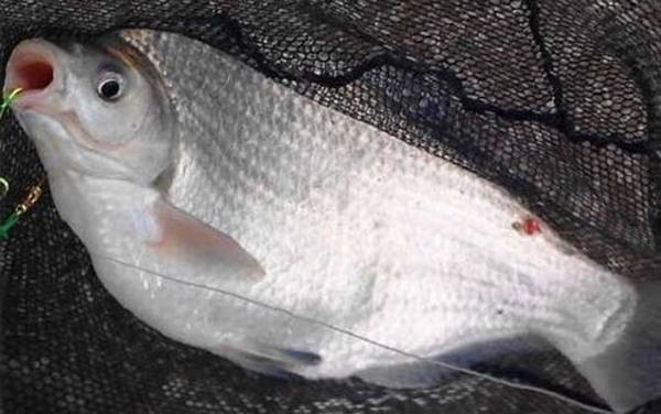 鳊鱼是什么鱼?
