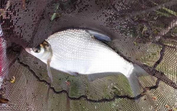 鳊鱼吃什么食物?