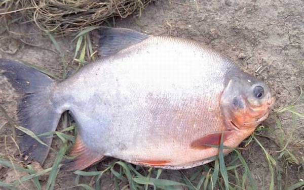 鲳鱼是海鱼还是淡水鱼?