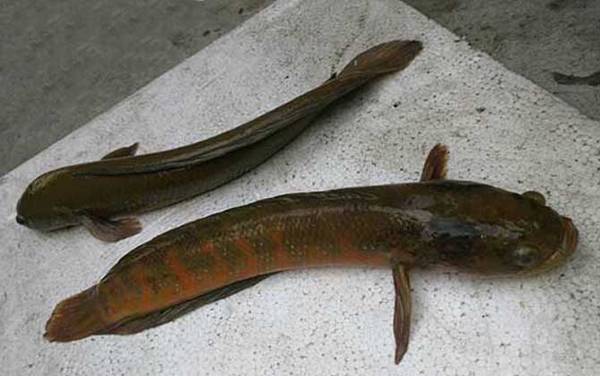 黑鱼的生活习性及特点