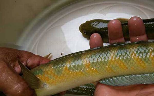 黑鱼的生活习性及特点