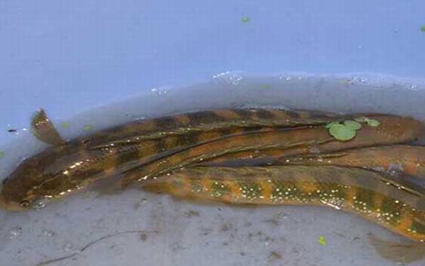 黑鱼的生活习性及特点