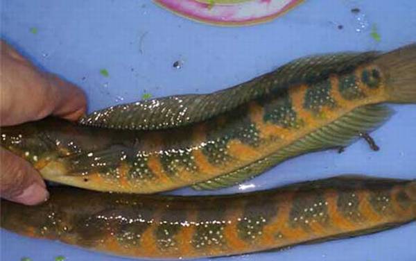 黑鱼的生活习性及特点