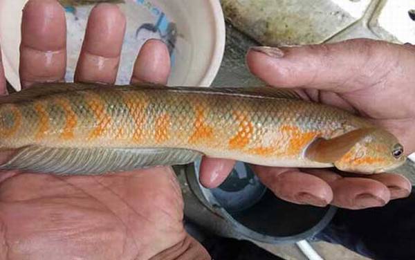 黑鱼的生活习性及特点