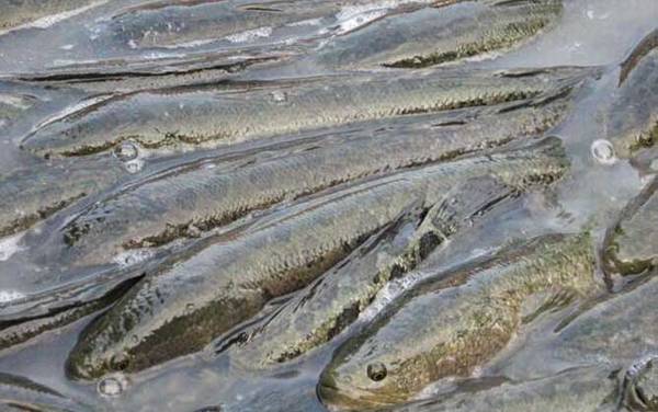 黑鱼的生活习性及特点