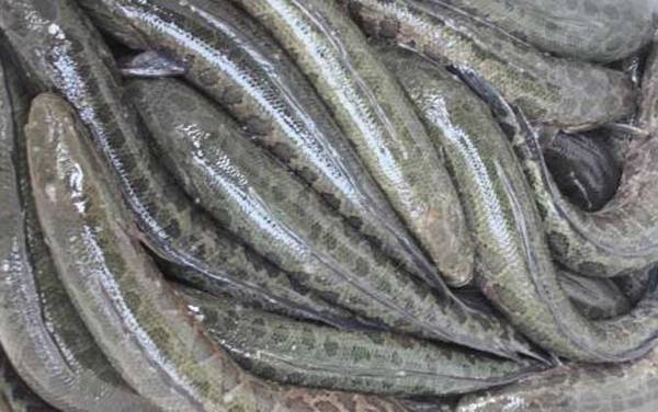 黑鱼的生活习性及特点