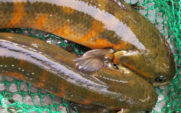 七星鱼200元一斤贵吗?