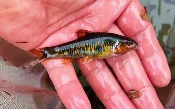 和麦穗鱼很像的鱼叫什么?