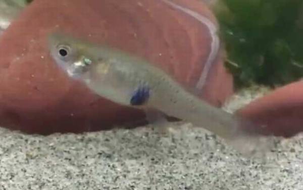 和麦穗鱼很像的鱼叫什么?