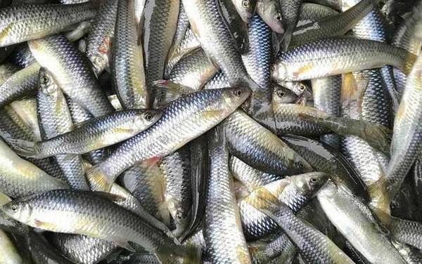 麦穗鱼为什么长不大?