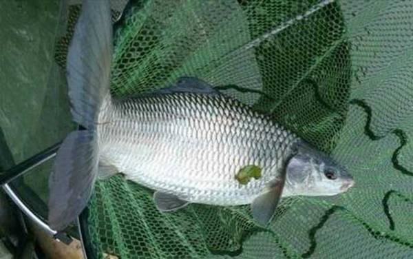 麦鲮鱼是麦穗鱼吗?