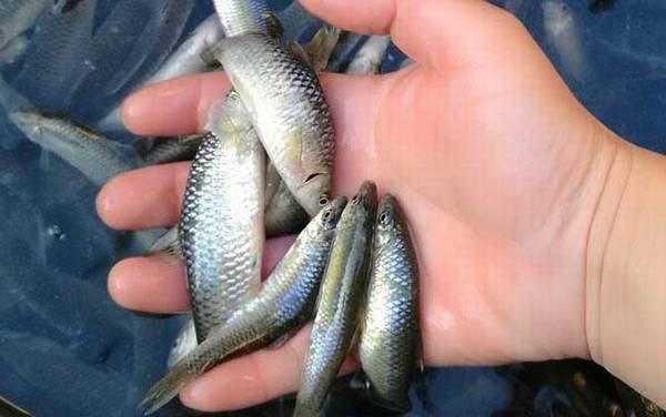 麦穗鱼怎么养在鱼缸里?