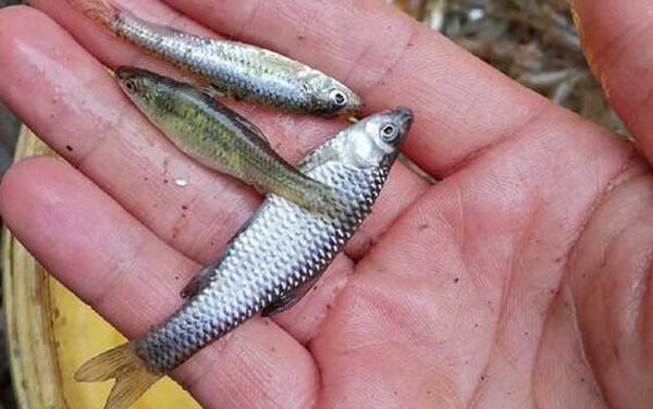 麦穗鱼怎么养在鱼缸里?