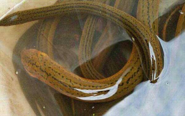 黄鳝是雌雄同体吗?