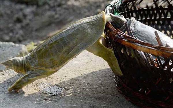 甲鱼、乌龟、王八、鳖有什么区别?