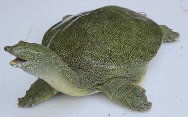 甲鱼、乌龟、王八、鳖有什么区别?