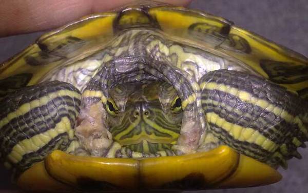 甲鱼、乌龟、王八、鳖有什么区别?