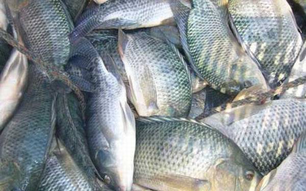 罗非鱼的生活习性及特点