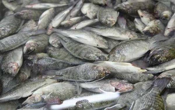 罗非鱼吃什么食物?