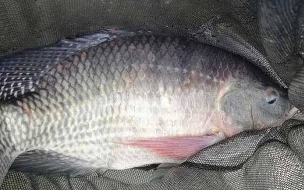 罗非鱼是不是很脏?