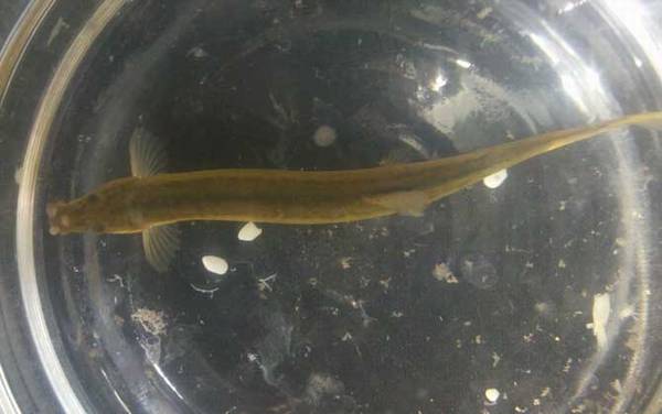 泥鳅的生活习性及特点