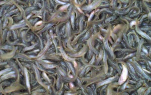 泥鳅的生活习性及特点