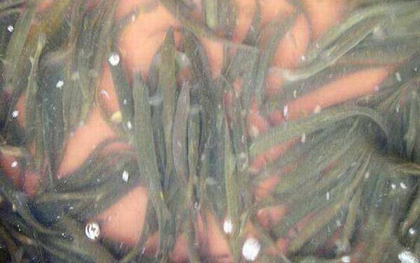 泥鳅的生活习性及特点