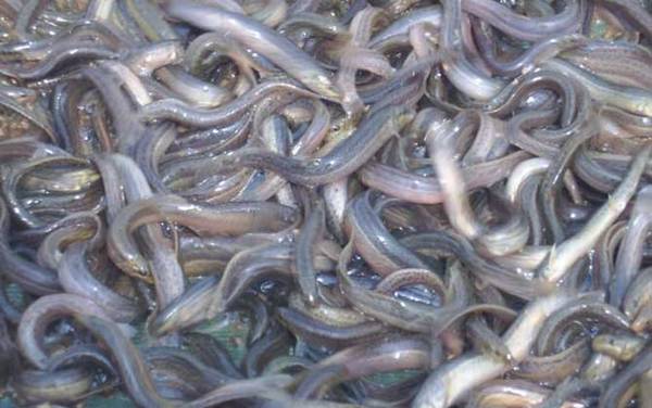 泥鳅吃什么食物?