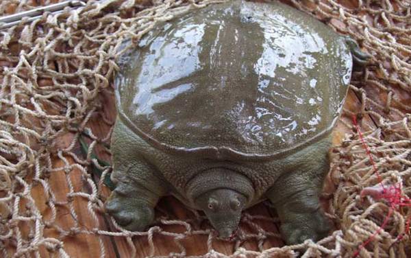 甲鱼吃什么食物?