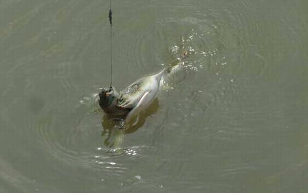 甲鱼吃什么食物?