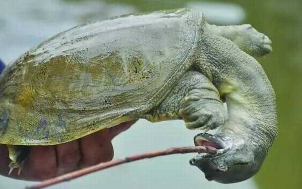 甲鱼吃什么食物?