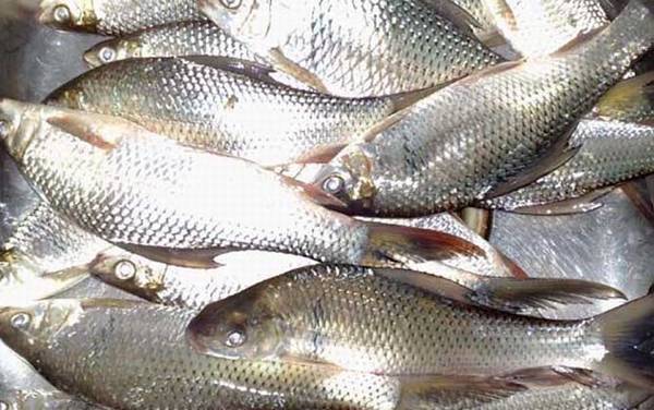 鲮鱼的生活习性及特点