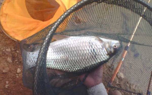 鲮鱼的生活习性及特点