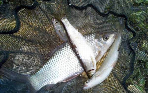 鲮鱼吃什么食物?