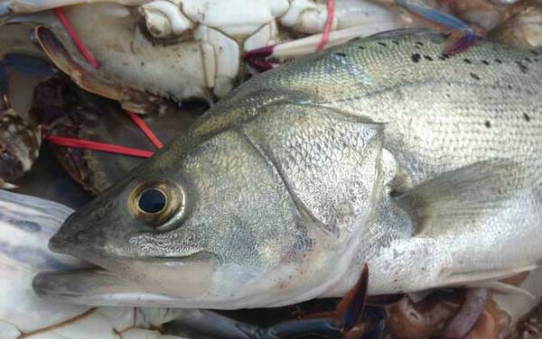 鲈鱼是淡水鱼还是海鱼?