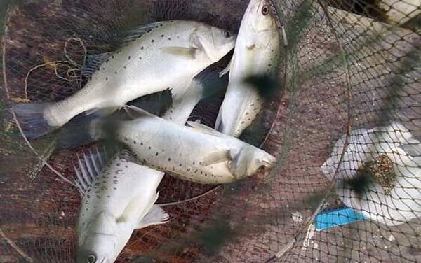 鲈鱼的生活习性及特点