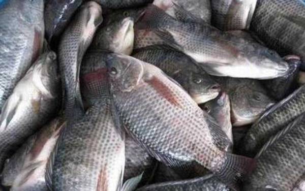 罗非鱼是海鱼还是淡水鱼?