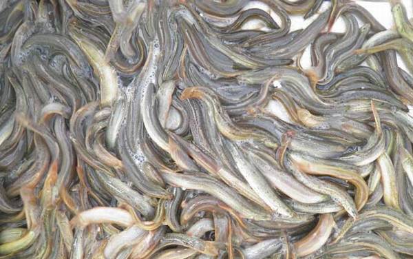 泥鳅吃什么食物?