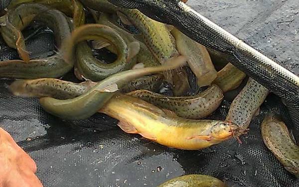 泥鳅吃什么食物?