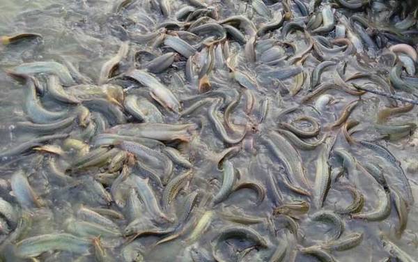 泥鳅和黄鳝有什么区别?