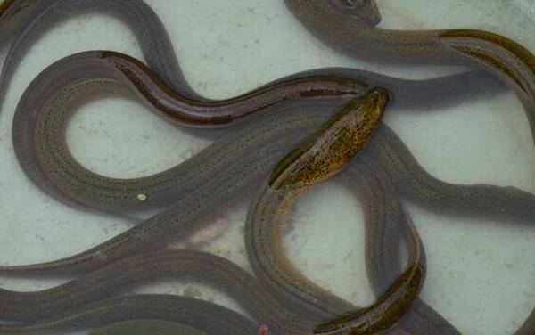 泥鳅和黄鳝有什么区别?