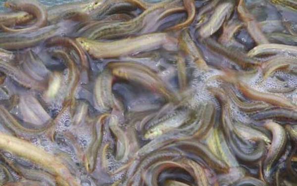 泥鳅和黄鳝有什么区别?