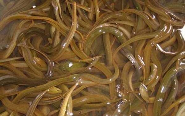 泥鳅和黄鳝有什么区别?