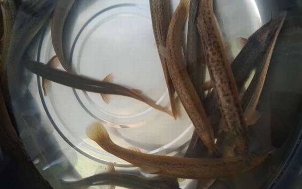 泥鳅和黄鳝有什么区别?