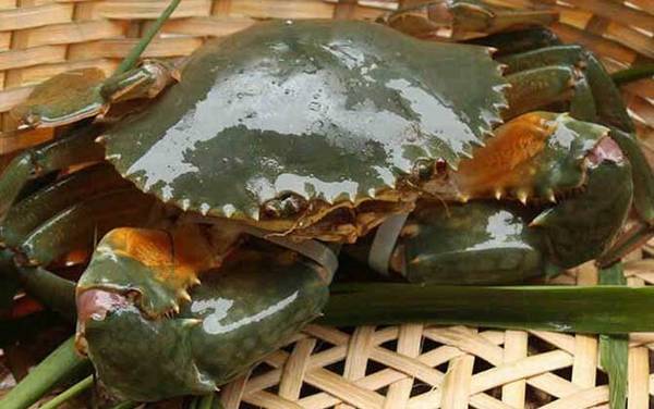 螃蟹种类及图片大全